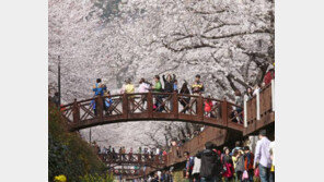 벚꽃 개화 시기에 맞춰 4월 1일부터 열리는 진해 군항제…어디가 최고?