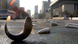 고래 심줄같은 생명력, 생선 먹기 두렵다