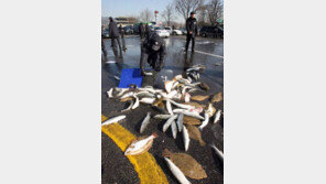 생선 먹기 두렵다…그 이유는?