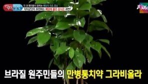 그라비올라 효능, 아토피 피부질환 개선에 효과… 임산부는 주의해야 된다