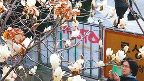 [부산/경남]봄시샘 추위에 냉해 입은 목련