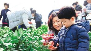 [대구/경북]딸기 수확 체험