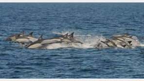 ‘고래회충’ 발견 사례 급증…인간에게도 감염된다? “구충제 치료 NO” 덜덜 