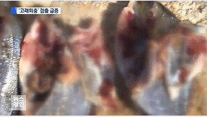 ‘고래회충’ 내장 파고드는 습성 있어…“구토·복부 통증 유발” 예방법은?