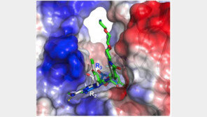 연세대 연구팀, 암세포 자살 유도 항암물질 개발…부작용은?