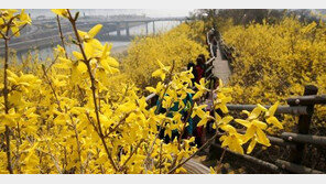 봄꽃 개화 시기, 평년보다 1~3일 빨라… “꽃놀이는 어디로?”