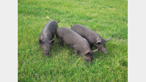 ‘제주흑돼지’ 천연기념물 지정, “육지 재래돼지와는 차별된 혈통의 고유성 유지”