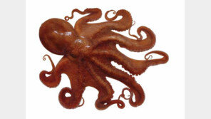 남극바다서 사는 문어, 낮은 온도에서 살아남게 하는 ‘파란 피’의 비밀?