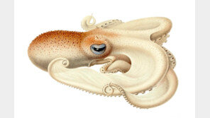 남극바다서 사는 문어, 파란 피의 비밀…‘산소 결합능력 뛰어나’