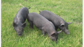 제주흑돼지 천연기념물 지정, 표준품종 260여 마리 한정…최근 순수 개체 수 급감