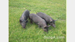 개체수 급감에… 문화재청, 제주흑돼지 천연기념물 지정