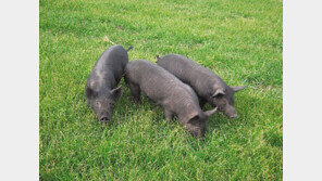 제주흑돼지 천연기념물 제550호 지정, 제주마-제주흑우 이어 세 번째