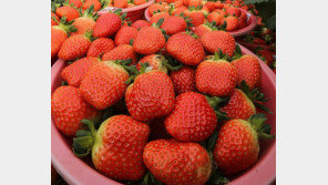 딸기 효능, 혈관 보호에 심장병 위험↓… “당장 사러가자!”