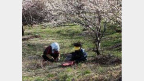 봄나물 식중독 위험, 물에 데쳐 독성분을 제거한 후 섭취해야