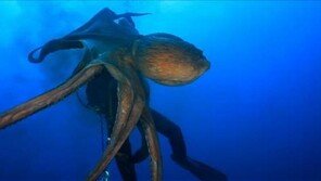 남극바다서 사는 문어, 얼음물서 어떻게 살아남을까?