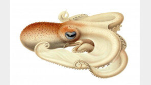 남극바다서 사는 문어, 헤모시아닌 농도로 생존 가능?