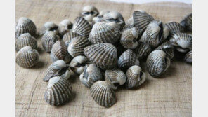 꼬막 효능, 피로회복에 탁월한 효능…“꼬막 요리법은?”