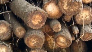 우엉 보관법, 우엉 건조해지면 상품가치 하락