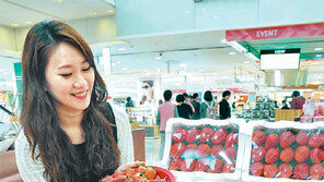 [대구/경북]“딸기 맛 보세요”