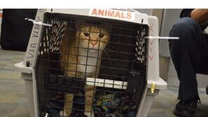 2년간 미국 유랑한 고양이 미스테리, 시간 여행했나?