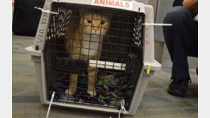 2년간 미국 유랑한 고양이 "기적에 가까운 일"