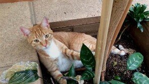 2년간 미국 유랑한 고양이 화제… 3000km 떨어진 곳에서 발견