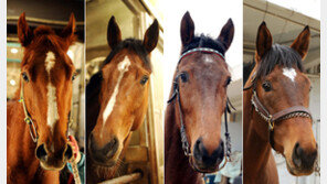 부담중량 낮은 신예馬 우승 찬스