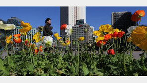 서울 낮 20도까지 올라 포근한 날씨…청주-대전-전주-대구는 더 높아 ‘이상고온?’