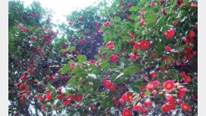 동백꽃 낙화, 대지를 빨갛게 물들이는 곳… 어디?