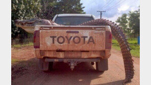 뛰어다니며 사냥하는 고대 악어, 캐롤라이나 도살자…‘소름’