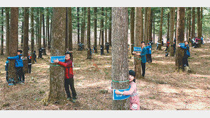 1226명 ‘나무 안아주기’… 기네스 신기록