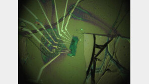 ‘두께 3nm’ 세계서 가장 얇은 반도체 국내 연구진이 개발