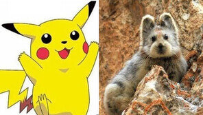 '피카츄' 사촌, 취약종 일리피카 재등장…얼마나 닮았나 보니