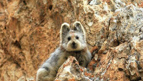 ‘취약종’ 일리피카 1990년 중반 자취 감춘 뒤, 재등장