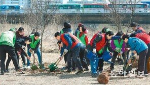[수도권]서초구, 양재천에 나무 심기