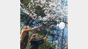 [대구/경북]이월드 벚꽃 활짝, 여심도 활짝