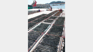 [부산/경남]기장미역 말리기 한창