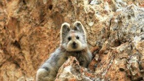 취약종 일리피카 재등장… 피카츄의 실제모델 ‘피카’와 비슷한 동물