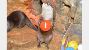 63씨월드, 수달 럭키볼 페이스북 이벤트