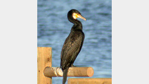 검은 가마우지, 한강 밤섬 하얗게 만들다