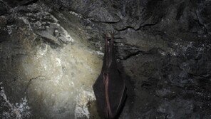 덕유산 박쥐 서식 확인… 습도 높은 동굴·폐광에서 주로 동면