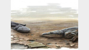 포르투갈서 발견된 몸길이 2m 고대 도롱뇽, 트라이아스기 후기에 서식?