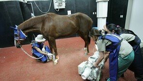 말 팔자 상팔자?…100두 선착순 종합건강검진