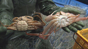 [오늘의 채널A] 포획금지 암컷 대게 유통현장 추적