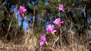 오대산 야생화 개화, 5월 중순까지 아름다운 야생화 감상