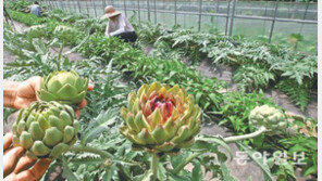 먹는 꽃봉오리 아티초크, 아삭한 식감에 영양학적 가치 높아…