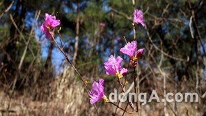 오대산, 야생화 개화… 야생화 관찰 최적의 장소는 전나무 숲·선재길