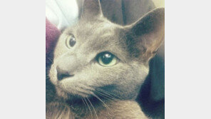 러시안 블루 성격…신비로운 외모와 달리 반전 성격 “귀요미”