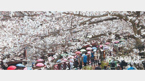 진해군항제 이틀 앞… 꽃망울 터뜨린 벚꽃