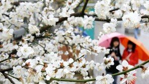 매실나무 특징, 동의보감‘맛이 시고 독이 없으며…갈증과 설사를 멈추게…’